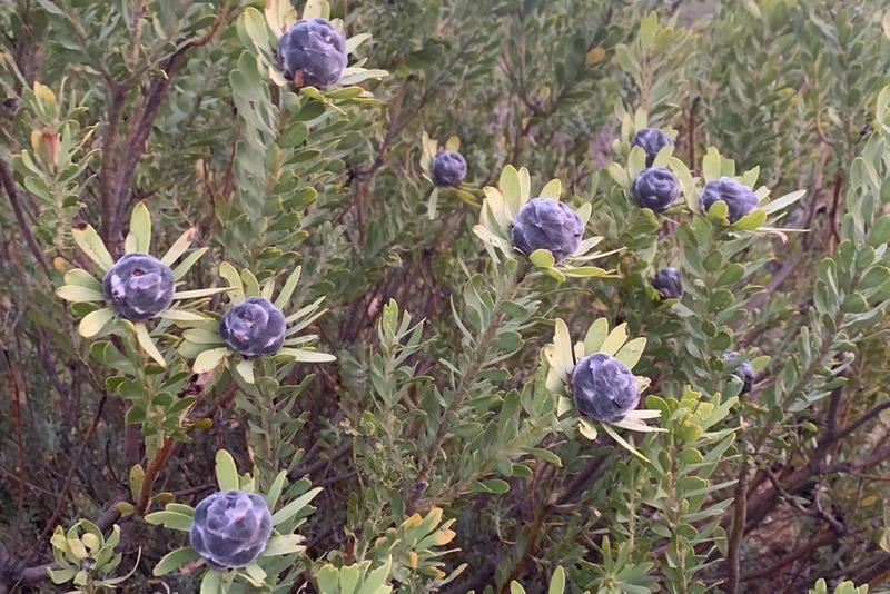 0 Bedroom Property for Sale in Piketberg Rural Western Cape